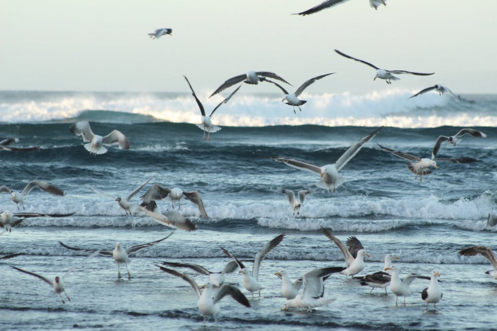 Playa La Puntilla, Pichilemu